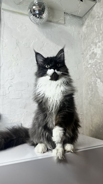 Розкішна дівчинка Мейн-кун з офіційного розплідника Lilit Pride Tigers