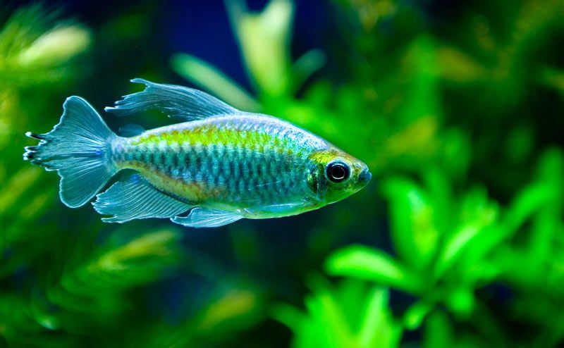 GB Świecik Kongijski