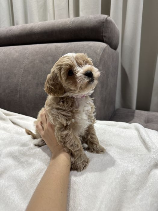 Suczka maltipoo