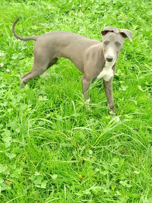 Chart Angielski Whippet