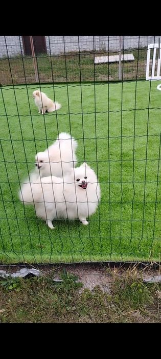 Пропонуються шпіци вік різний