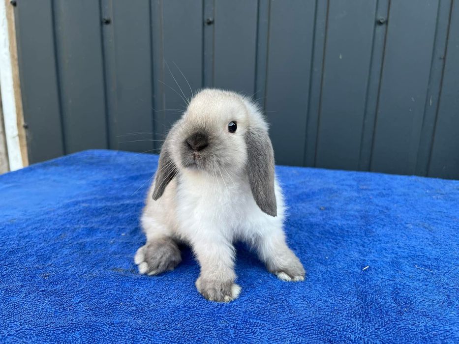 Karzełek Baranek/Mini Lop - Rodowód/Metryka Królik Króliki