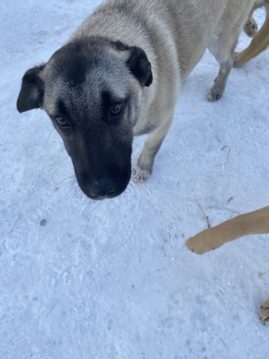 Цуценята шукають дім