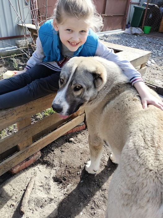 Кобель алабай САО, мальчик ищет девочку