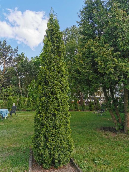 Tuja szmaragd 3,5 m.