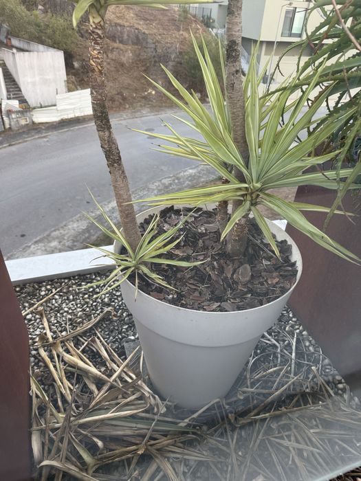 Plantas em com vaso (tenho 12)  preco unitario