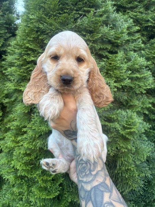 Zapowiedź miotu Cocker Spaniel Angielski