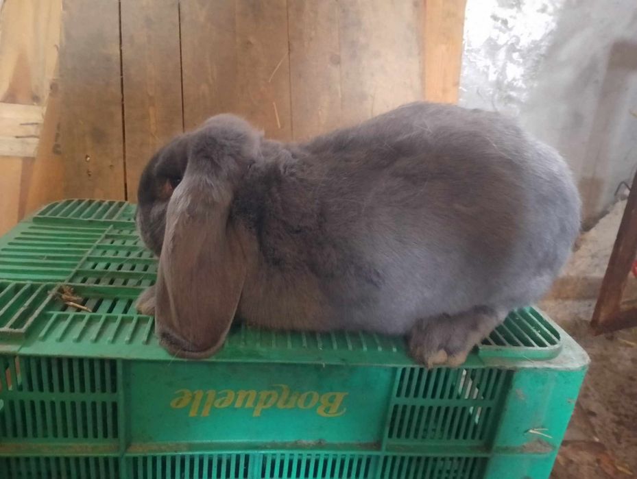 Samica barana francuskiego