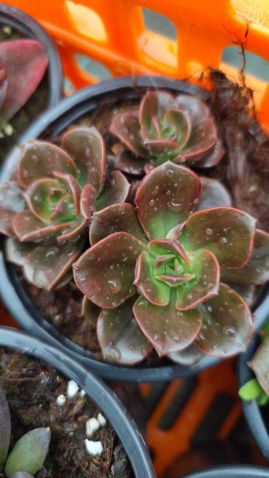 Suculentas com grande variedade