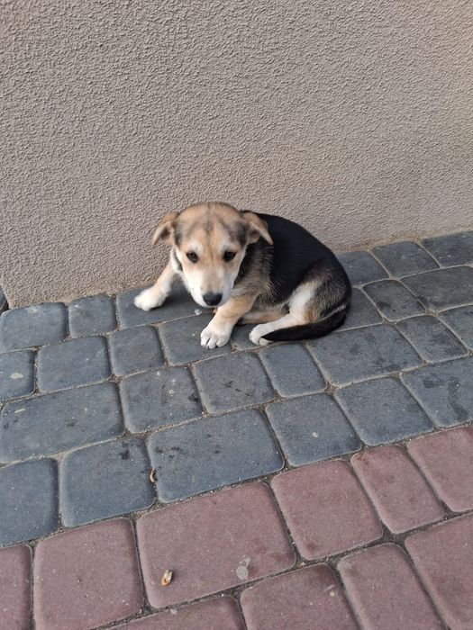 Oddam za darmo pieska