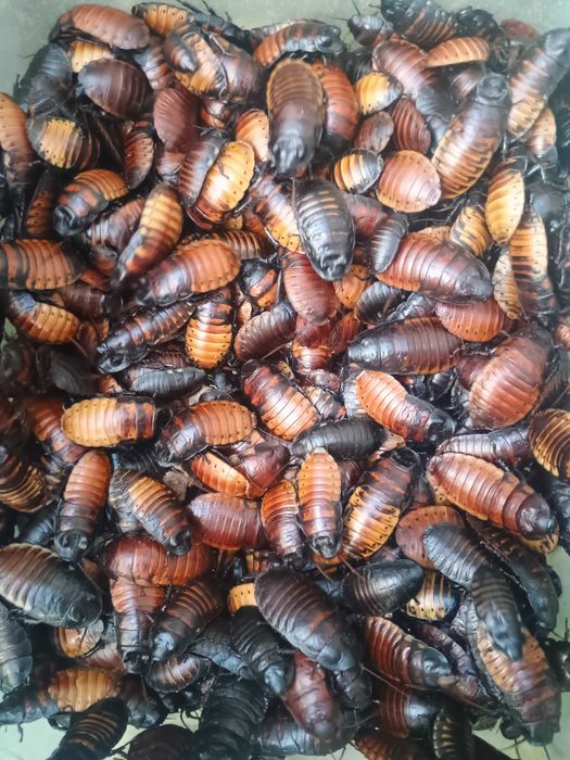 Karaczan madagaskarski dorosły 5 – 7 cm, 100 sztuk