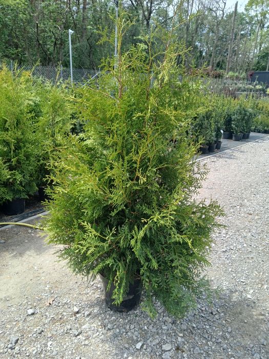 Tuja Tuje Brabant wys. 160-170cm cena 40 Promocja Sadzimy Wozìmy