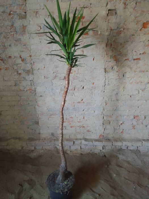 Palma Jukka żywa w donicy