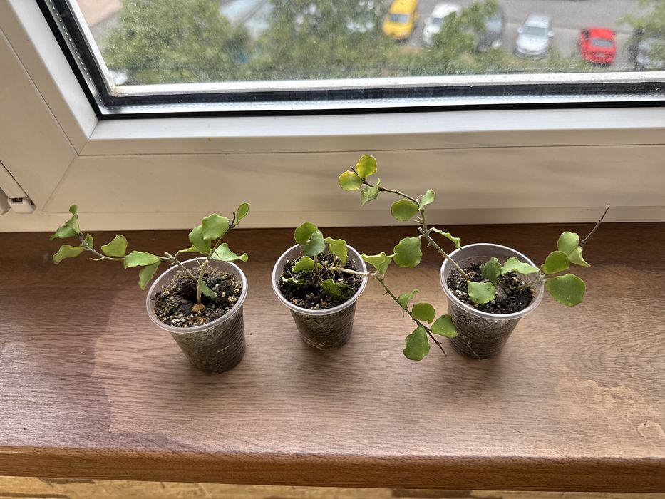 Хойя каньякумариана Hoya kanyakumariana