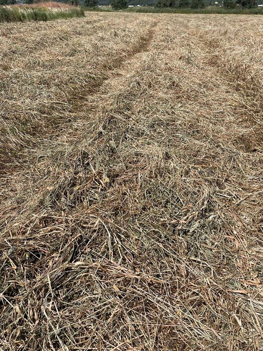 Fardos feno biológico (azevém/trevo)