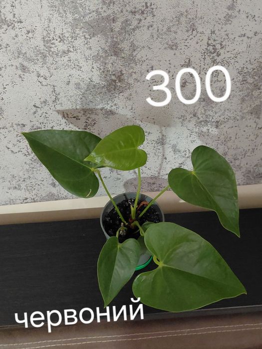 Поділки антуріумівв более 30 сортовв