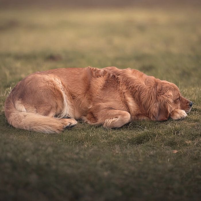 Golden retriever ZKwP/FCI linia amerykańska