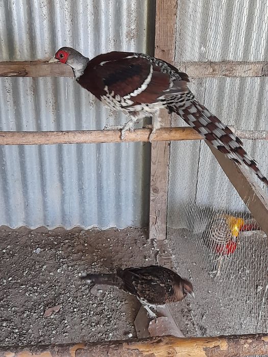 Venda de faisões, Viseu, São Pedro do Sul