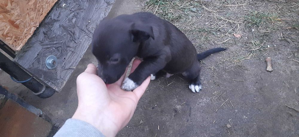 4 psiaki 10 tygodniowe odrobaczone odpchlone