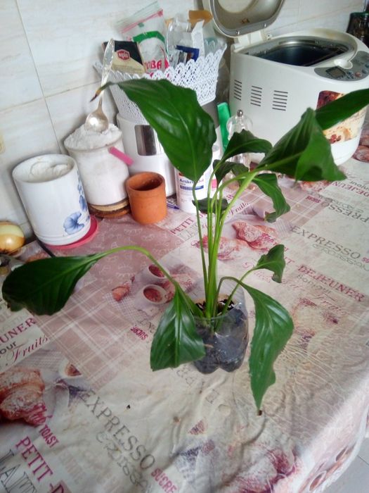 Спатифилиум / Из Италии/