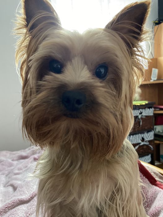 В‘язка йоркширський терʼєр