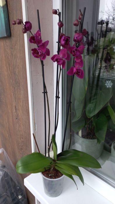 Орхідея фаленопсис пелорик Стеленбош