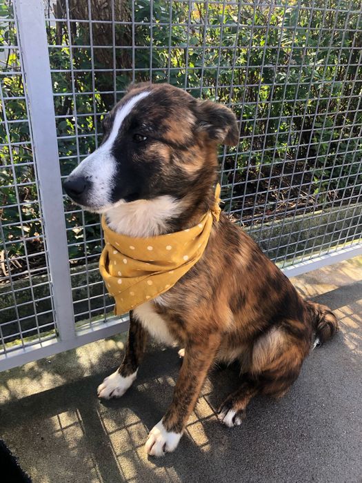 Toy - cao jovem para adocao