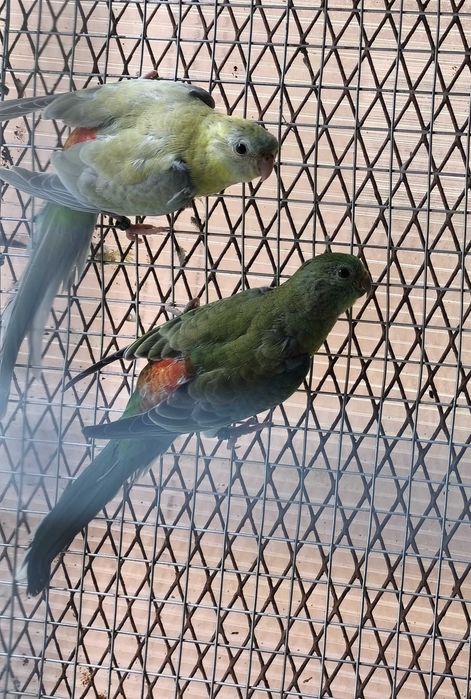 Red rumped linha verde/ canelas