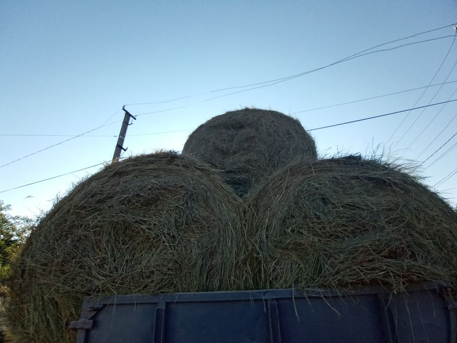 Продам сіно в наявності дуже багато