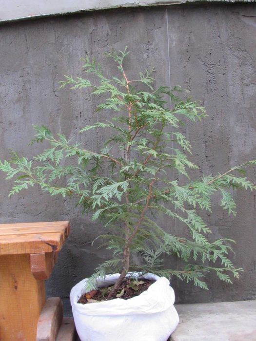 Саженцы красного дерева. Туя гигантская. Красный кедр [Thuja Plicata]