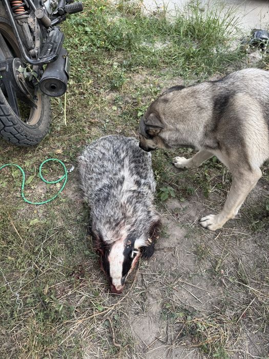 Натуральний борсучий жир | Домашнє виготовлення | Висока якість