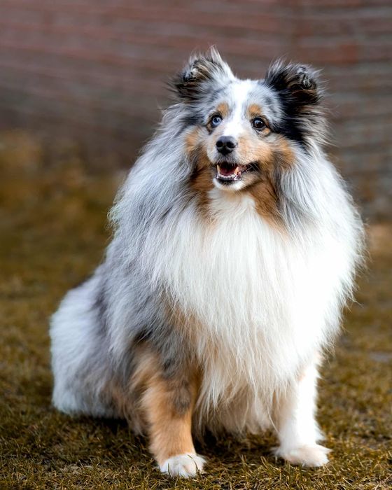 Owczarek szetlandzki piesek blue merle.