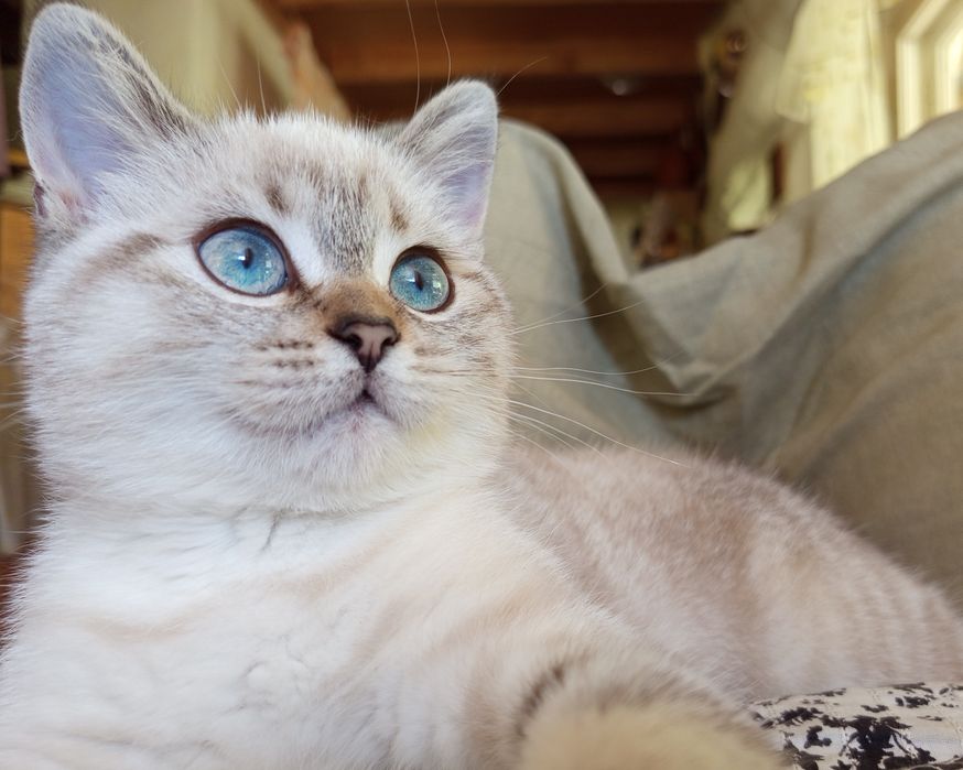 Шотландские котята,Шотландські кошенята, шотландские котята