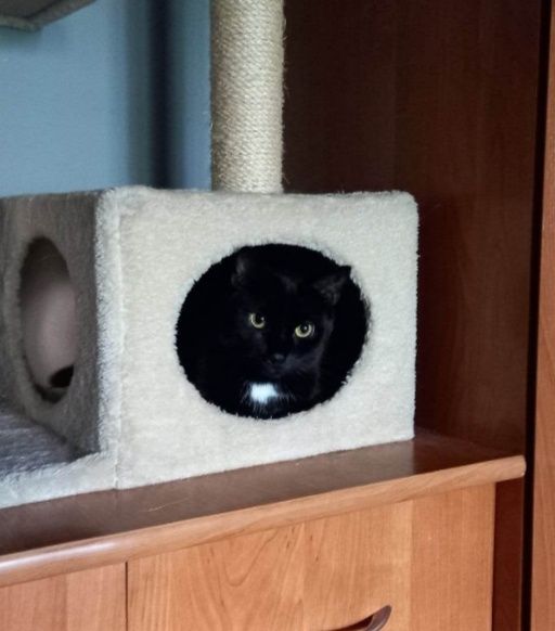 Czarny kocurek Koda szuka domu