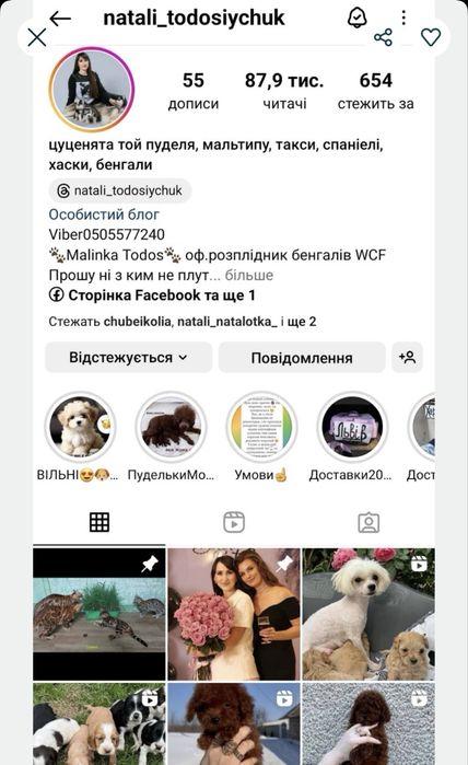 Кошенята бенгали справжні леопардики