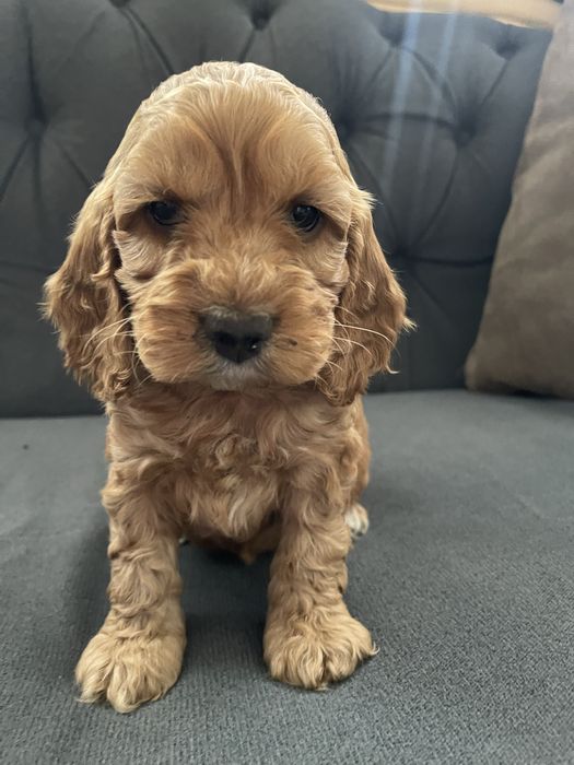 Samiec Cockapoo do odbioru