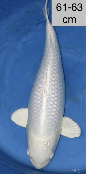 Carpa koi purachina ginrin 61-63 cm