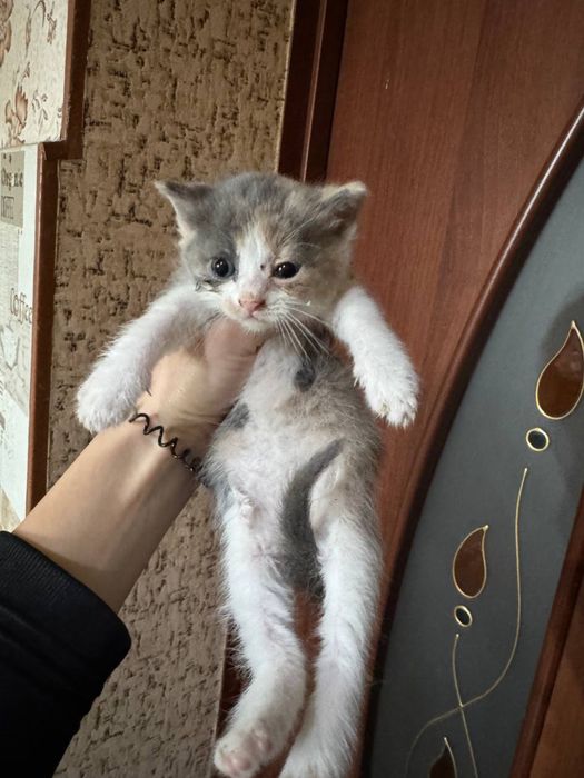 Отдам котят в хорошие руки