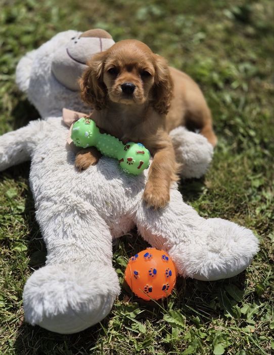 Cavalier King Charles Spaniel - uroczy piesek