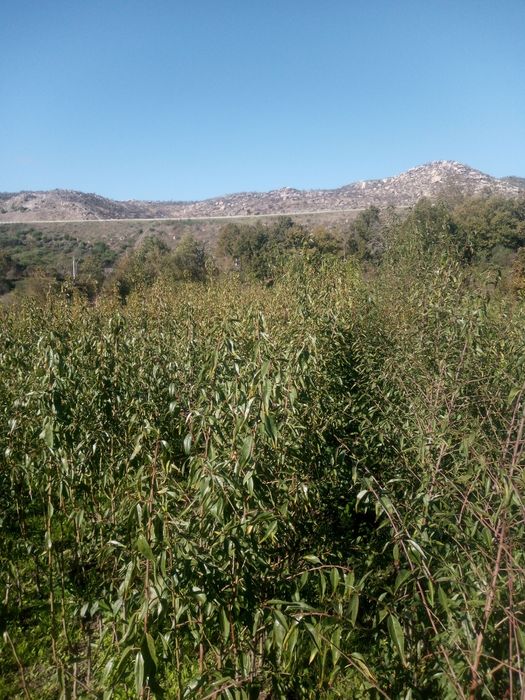 Amendoeiras enxertadas em GF 677