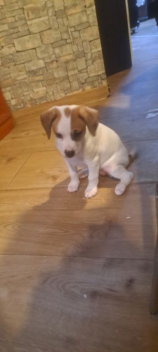 Oddam pieska w dobre ręce