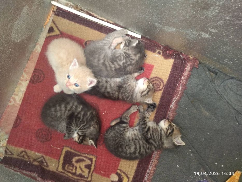 Котики метиси шотландської весловухи