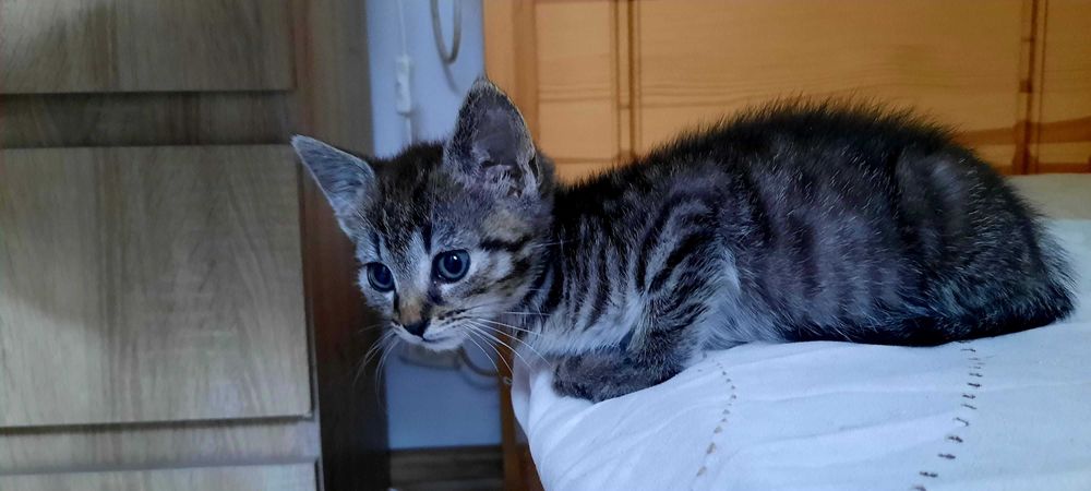 Kotki do adopcji