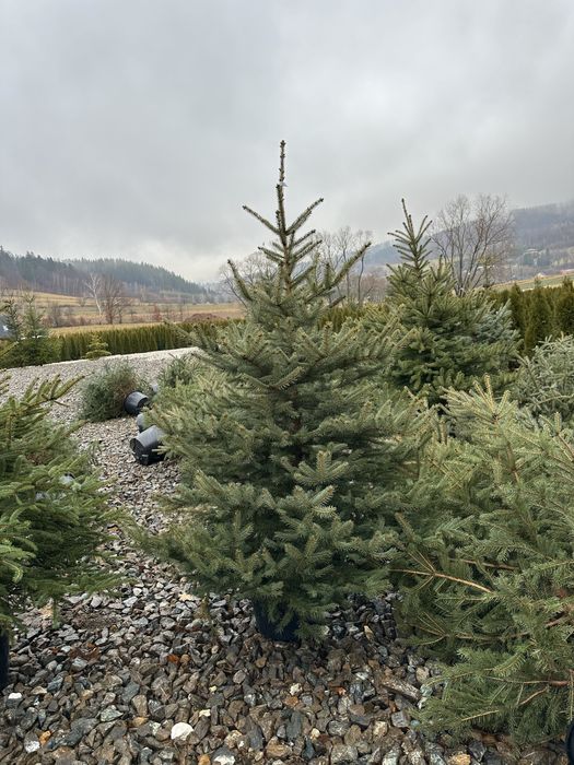 Świerk srebrny transport żywopłot