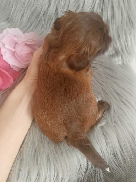 Przepiękna czekoladowa suczka rasy Shih-Tzu