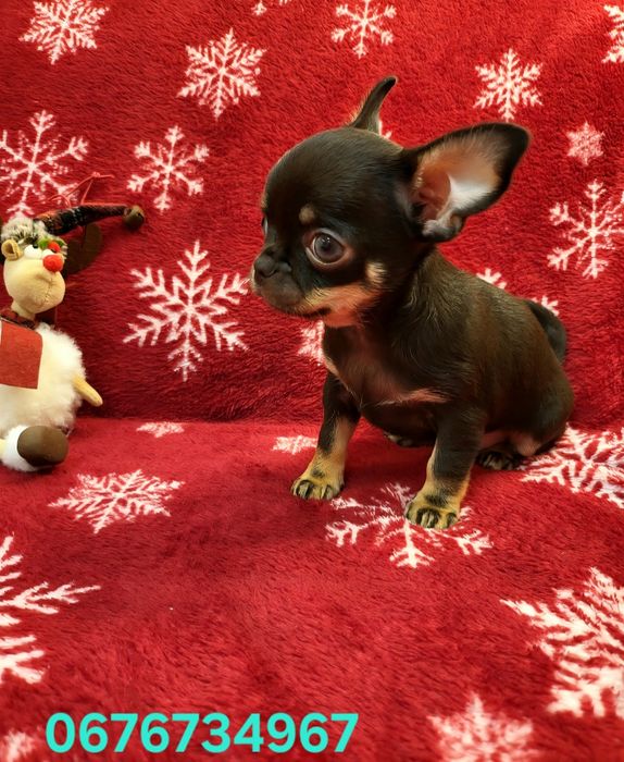 Чихуахуа міні та мікро з ДОКУМЕНТАМИ  КСУ!