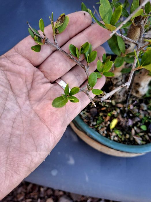 Bonsai Oliveira (Olea Europaea var.Sylvestris)