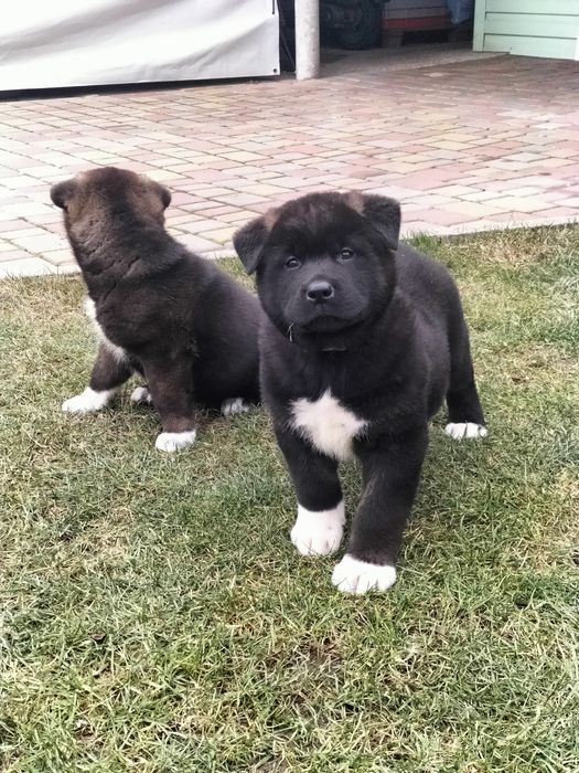 Американські Акіти