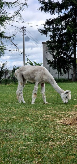 Cudowne samice Alpak na sprzedaż