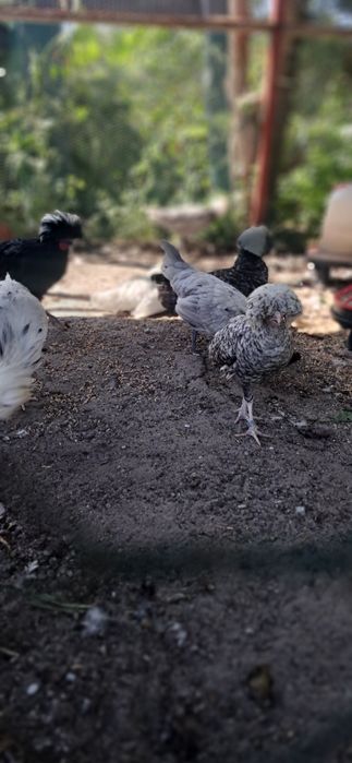 Białoczuby Holenderskie jajka